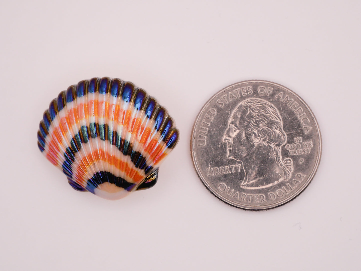 Sea Shell Realistic Iridescent Plastic Set of Three Buttons 23x28mm