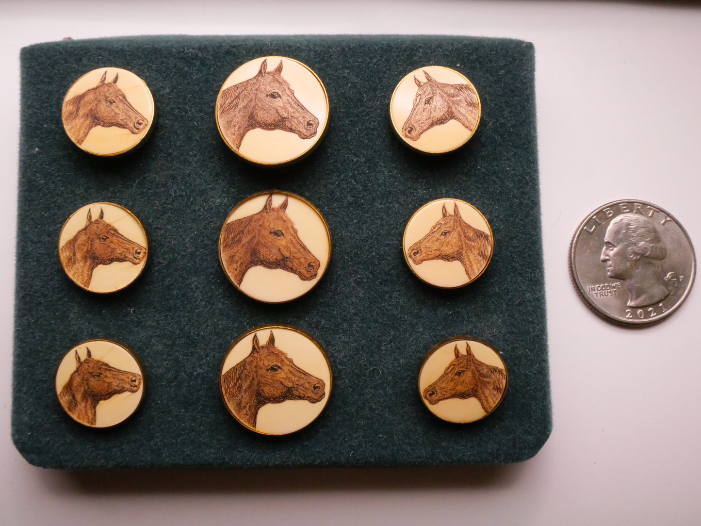 Horse Face Scrimshaw Ivoroid Metal Button Various 15-19mm