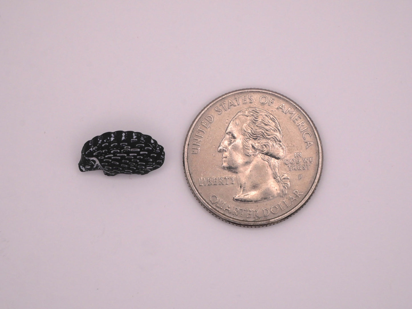 Hedgehog Black White Animal Plastic Button 10x15mm