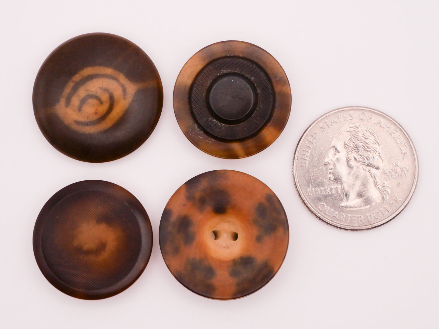 Vegetable Ivory Eye Tortoiseshell Look Tagua Nut Button Various 23-25mm