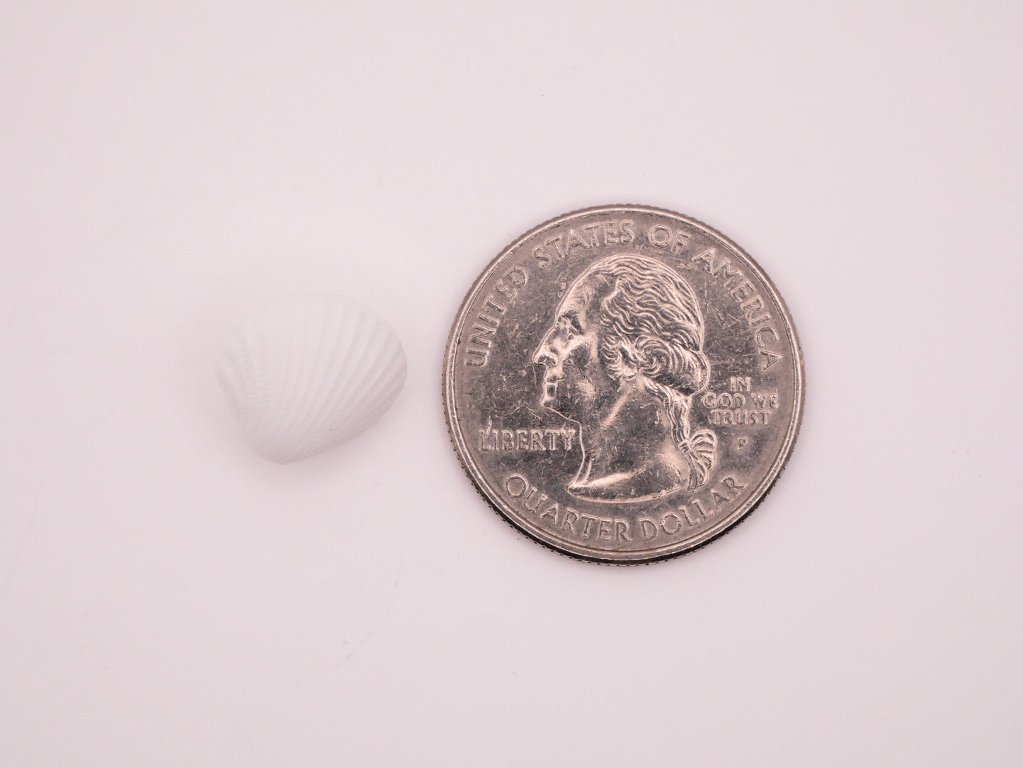 Shell White Plastic Set of Five Buttons 13mm