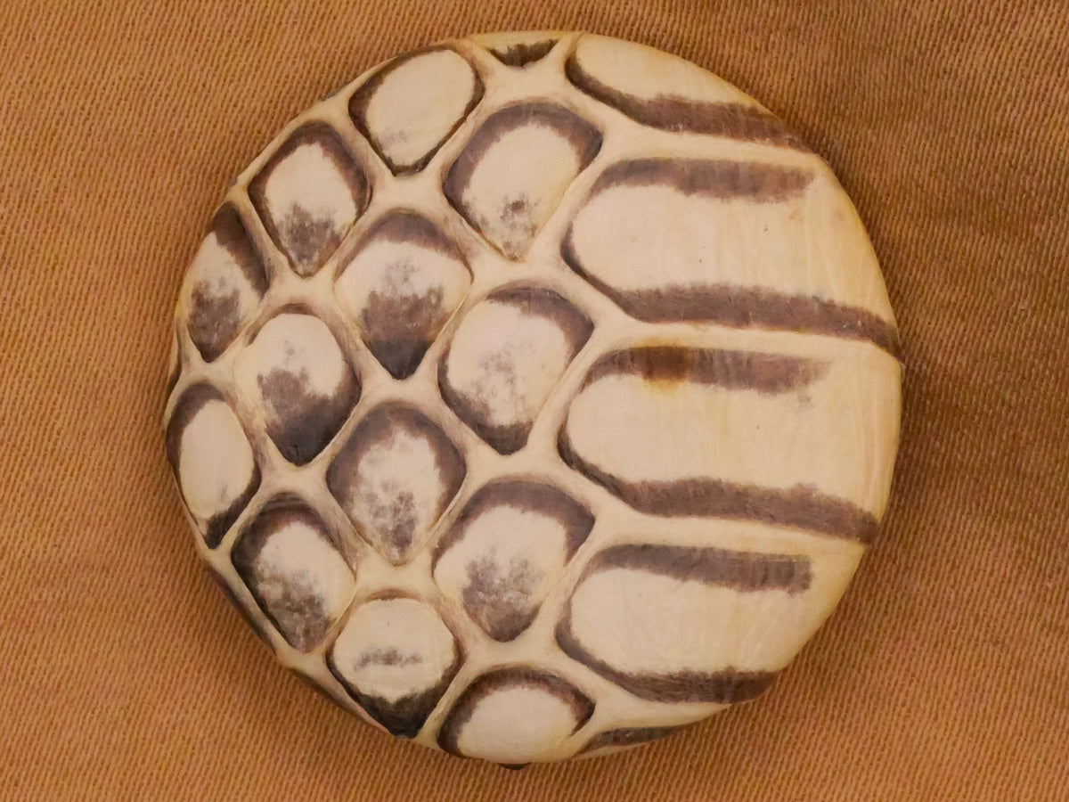Snake Skin Scales Real Covered Button 28mm