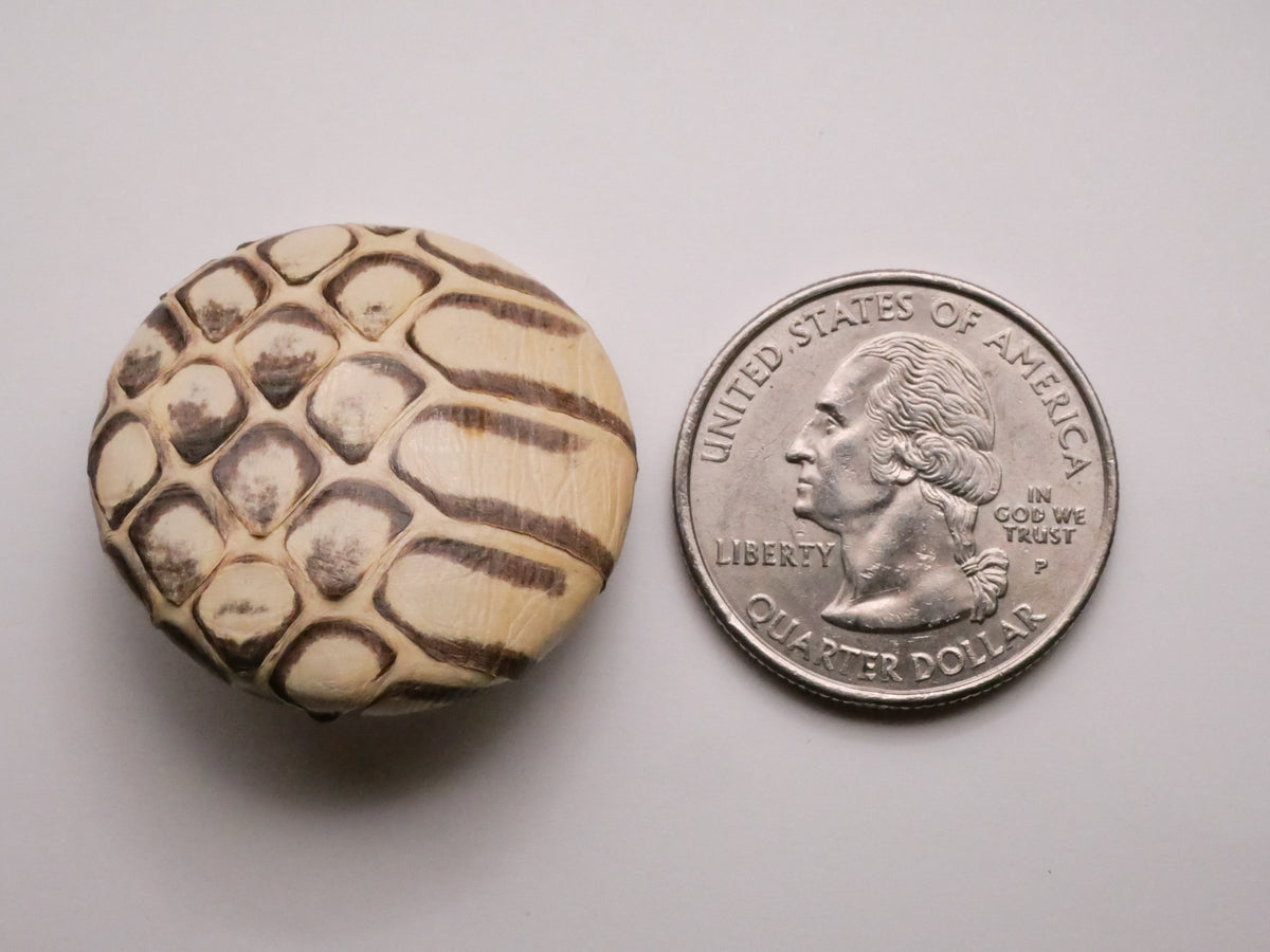 Snake Skin Scales Real Covered Button 28mm