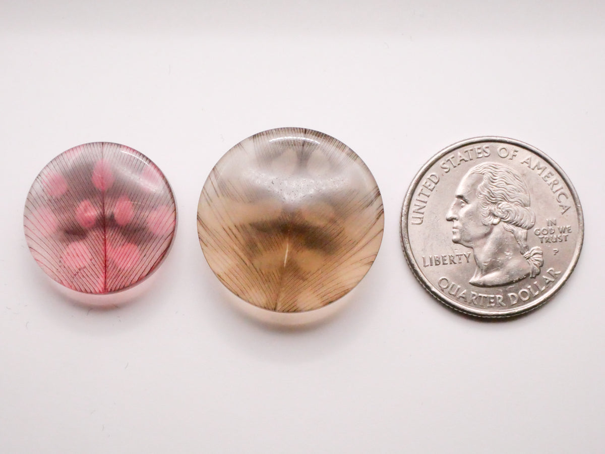 Spotted Feather Habitat Like Design in Plastic Button Various 20-24mm